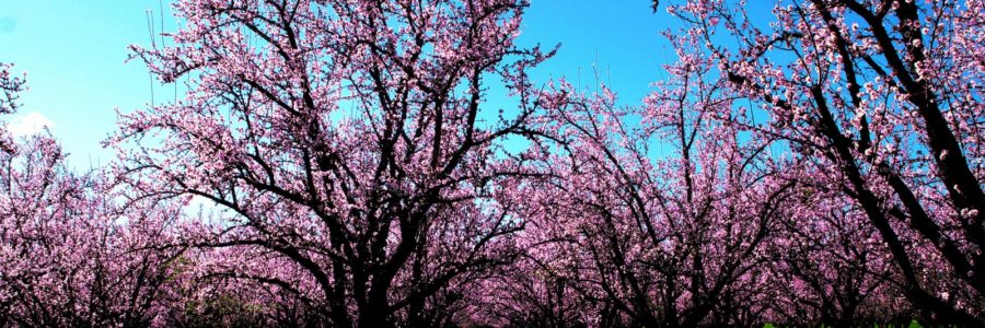 Abril 23 de 2.017 – Especial del Mes