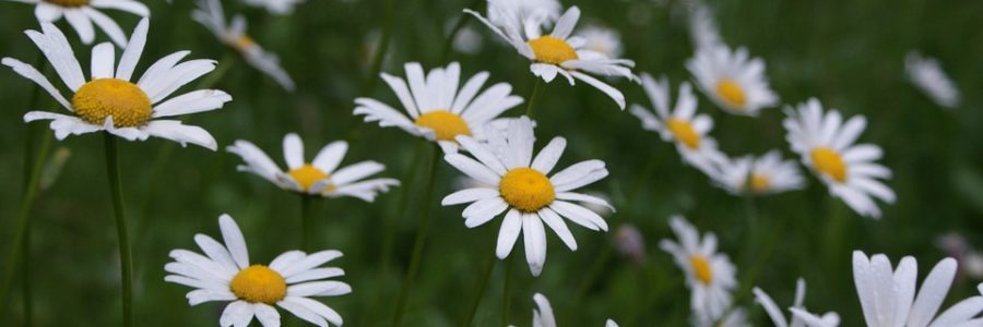 Garzón y Collazos – Flor del Campo